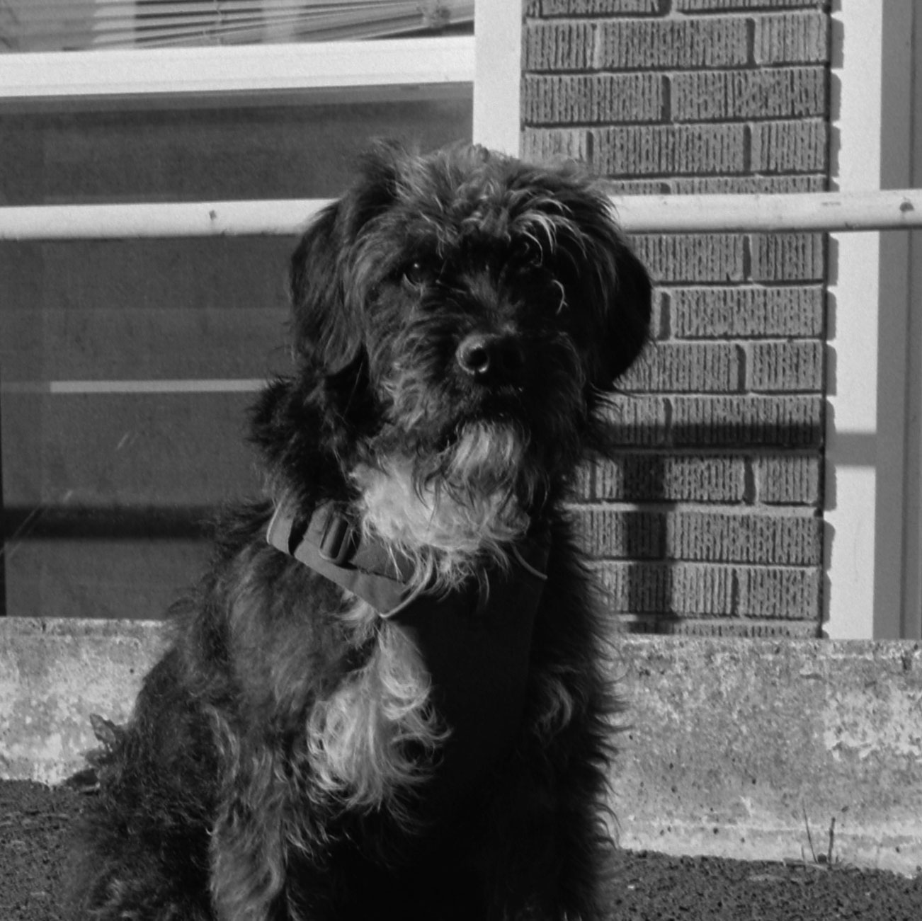 Monte Has Entered the Chat